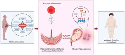 Maternal obesity induced metabolic disorders in offspring and myeloid reprogramming by epigenetic regulation